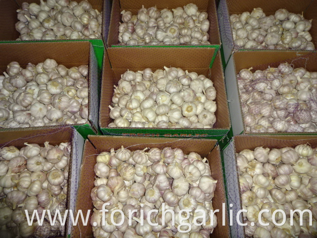 Fresh Regular Garlic Price